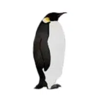 Snares | Flightless Birds Names