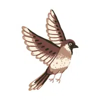 Sparrow | Flying Birds Names