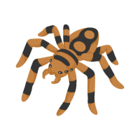 Spider | Garden Insects Names