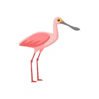 Spoonbill | Flying Birds Names