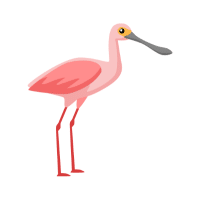 Spoonbill | Water Birds Names