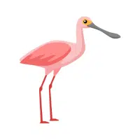 Spoonbill | Water Birds Names