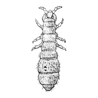 Springtail | Small Insects Names