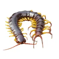 Sprinter | Water Insects Names