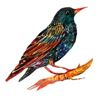 Starling | Pet Birds Names