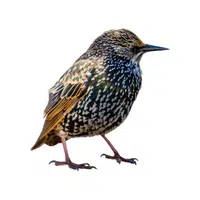 Starling | Flying Birds Names