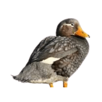 Steamer | Flightless Birds Names