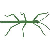 Stick | Large Insects Names