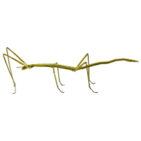 Stickbug | Large Insects Names