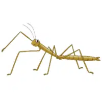 Stickbug | Water Insects Names