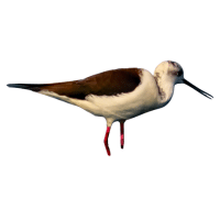 Stilt | Water Birds Names