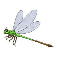 Stonefly | Small Insects Names