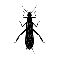 Stonefly | Water Insects Names