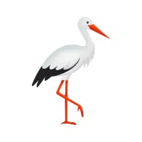 Stork | Water Birds Names