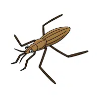 Strider | Water Insects Names