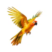 Sunconure | Pet Birds Names