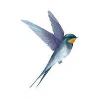 Swallow | Flying Birds Names