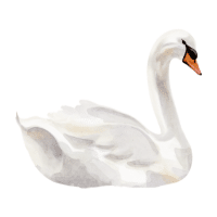 Swan | Water Birds Names