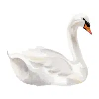 Swan | Water Birds Names