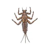 Swimmer | Water Insects Names