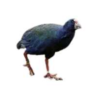 Takahe | Flightless Birds Names