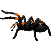 Tarantula | Large Insects Names