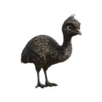 Tasman | Flightless Birds Names