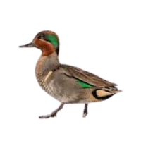 Teal | Flightless Birds Names