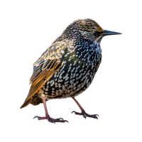 Teal | Water Birds Names