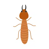 Termite | Small Insects Names