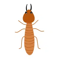Termite | Desert Insects Names