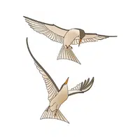Tern | Flying Birds Names