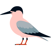 Tern | Water Birds Names