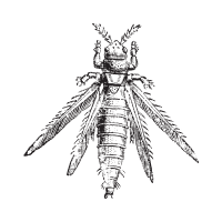 Thrips | Garden Insects Names