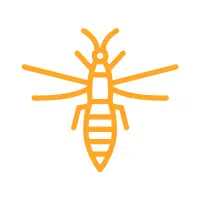 Thrips | Small Insects Names