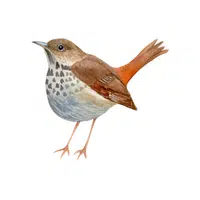 Thrush | Flying Birds Names