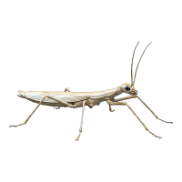 Titan | Large Insects Names