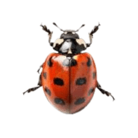 Titanbug | Large Insects Names