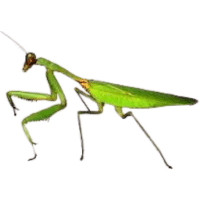 Titanmantis | Large Insects Names