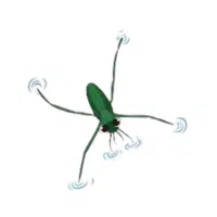 Treader | Water Insects Names