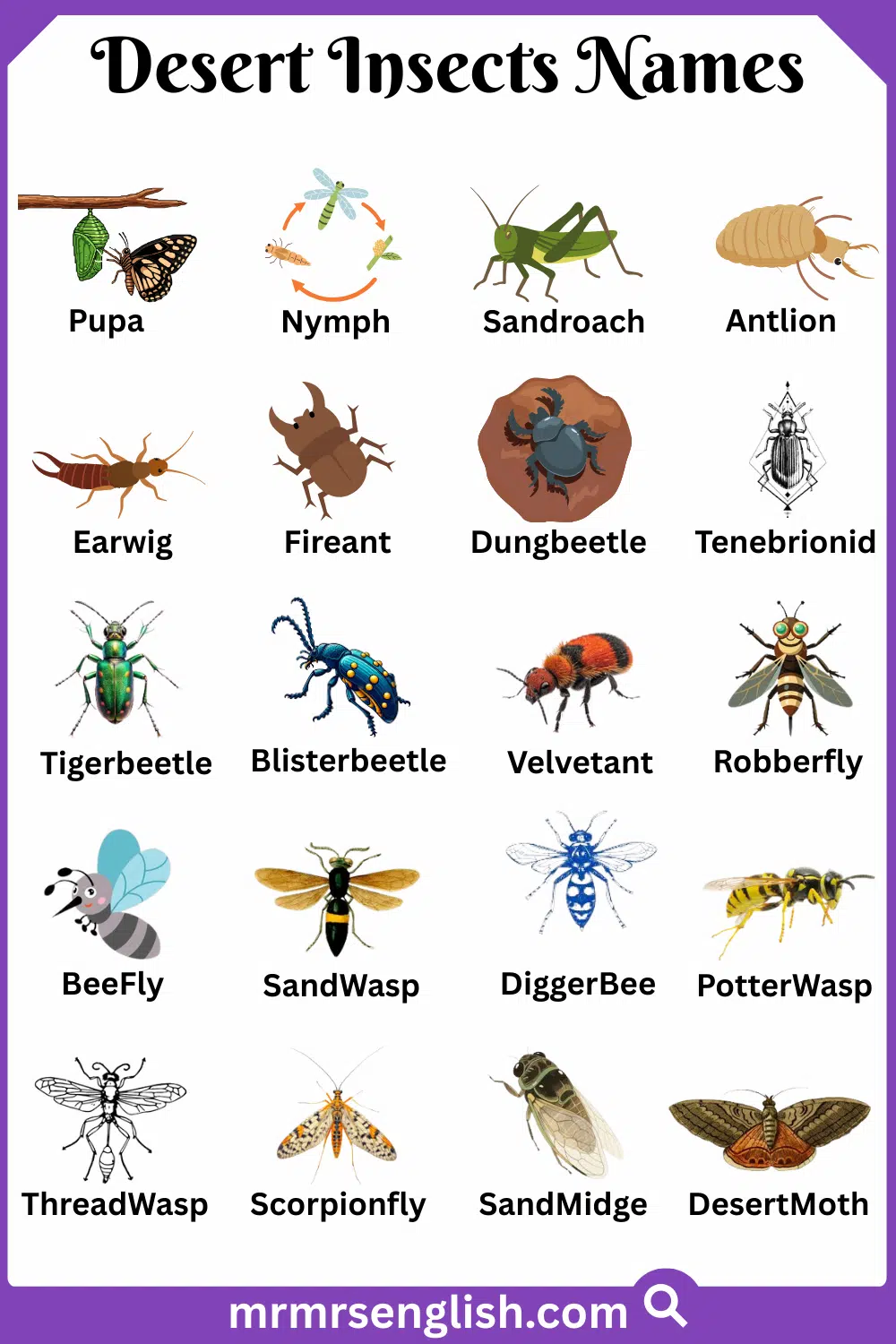 Types of Desert Insects in English with Their Pictures