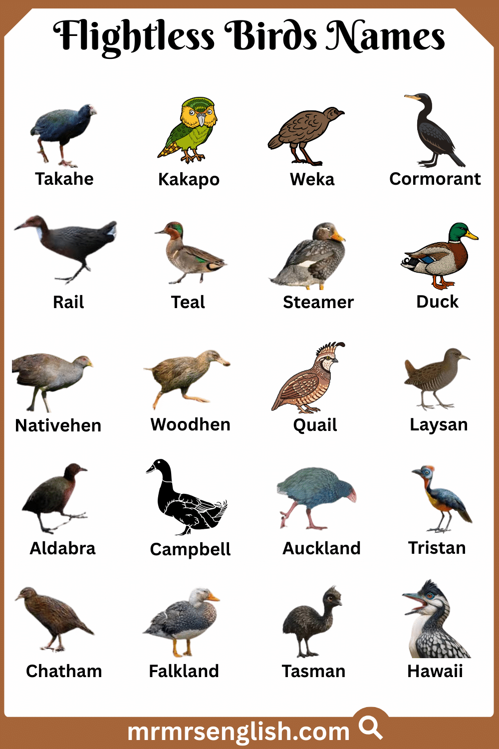 Types of Flightless Birds in English with Pictures