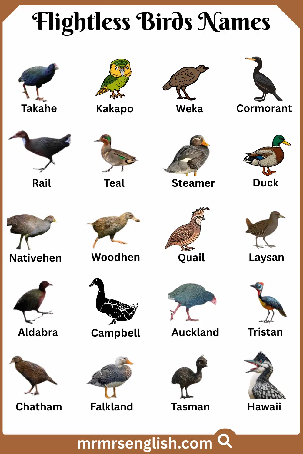 Types of Flightless Birds in English with Pictures