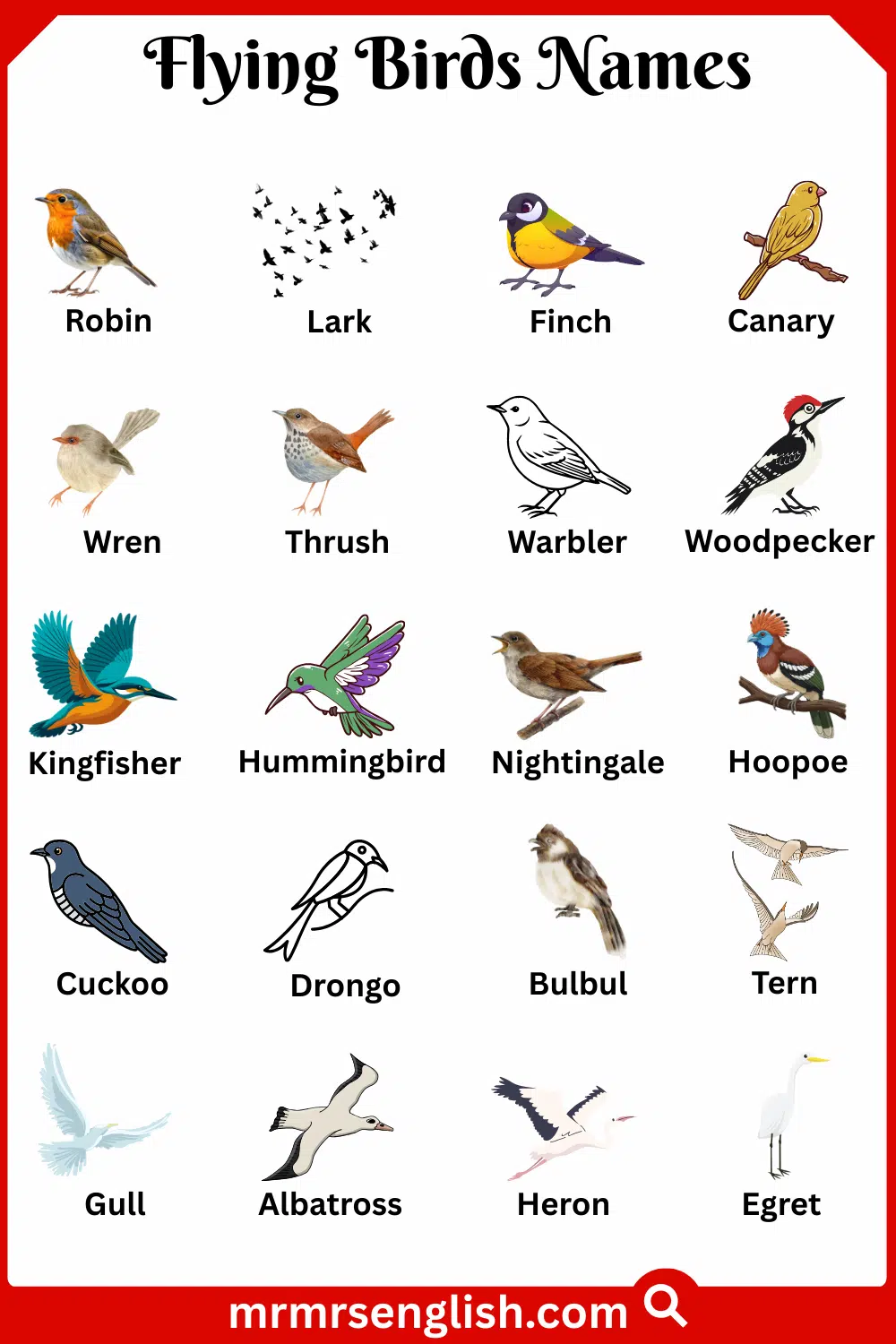 Types of Flying Birds in English with Pictures