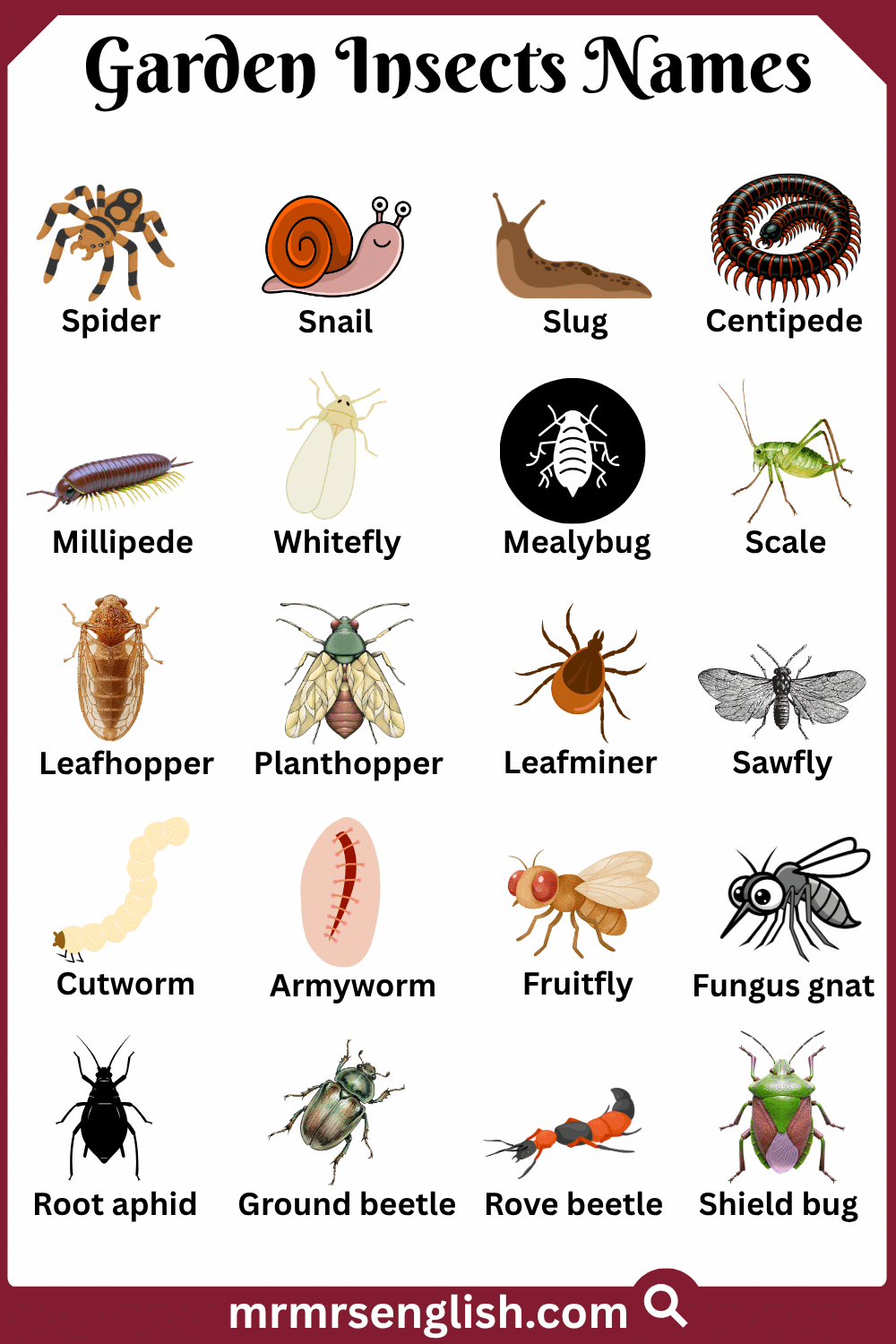 Types of Garden Insects in English with Pictures