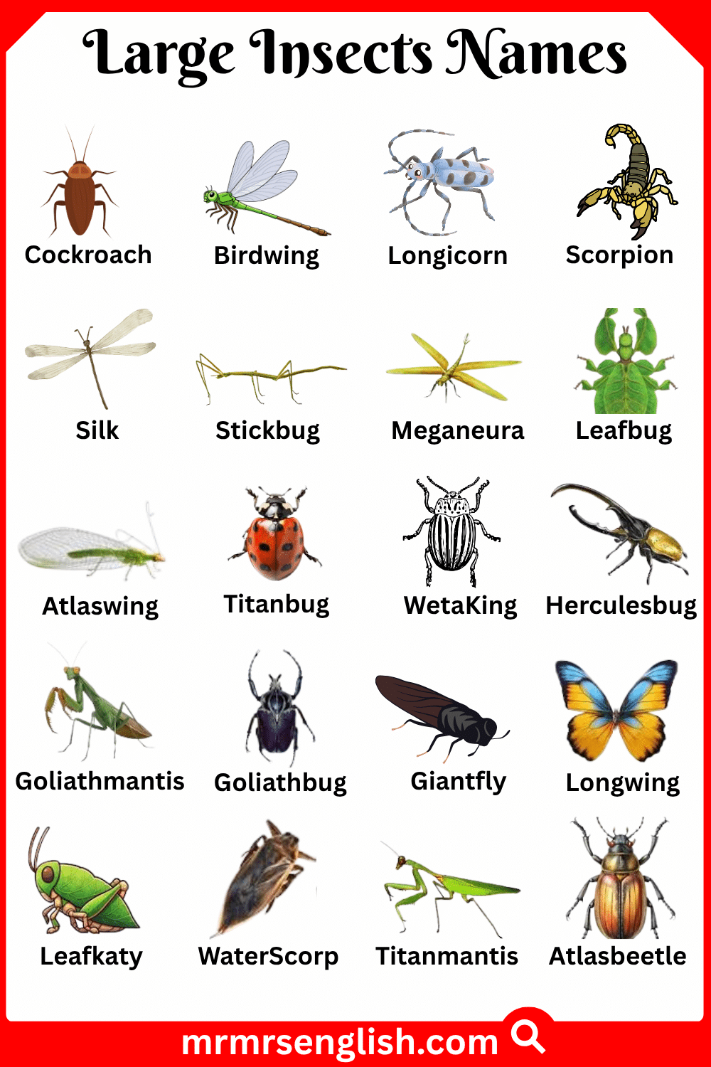 Types of Large Insects in English with Pictures