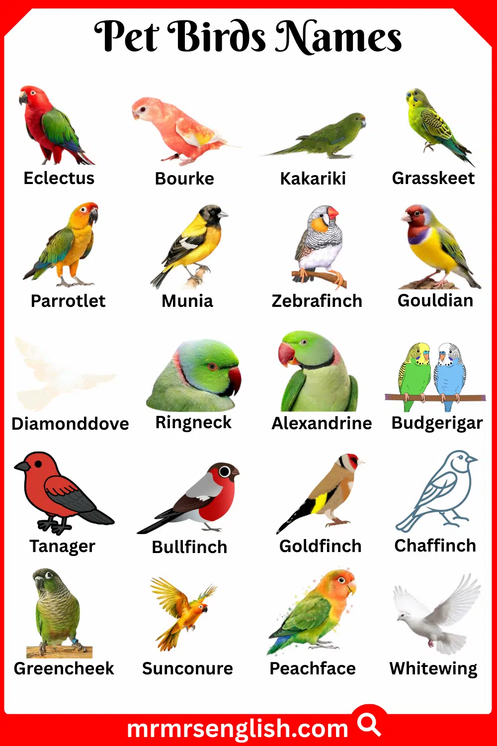 Types of Pet Birds in English with Their Pictures