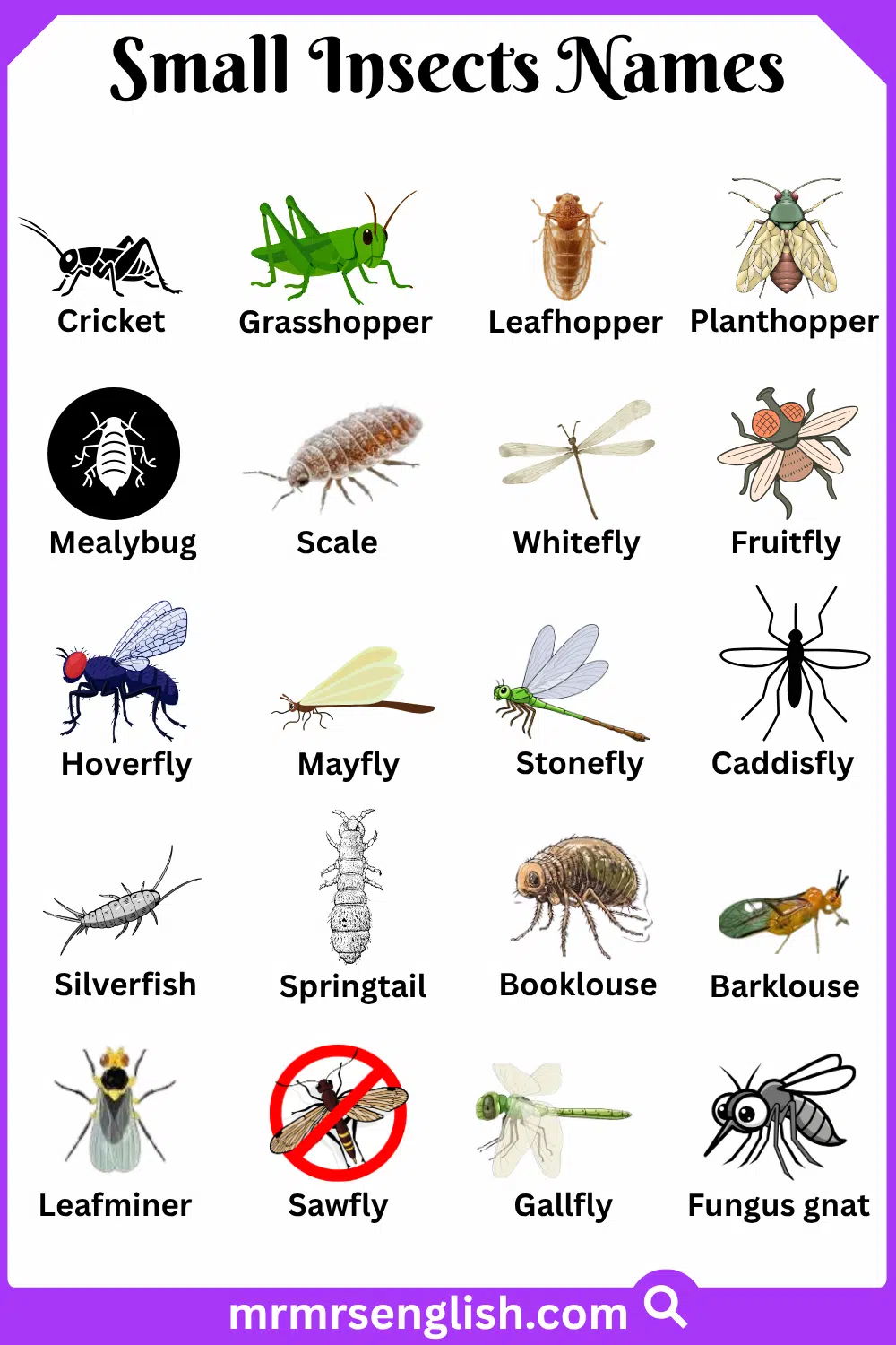 Types of Small Insects in English with Pictures