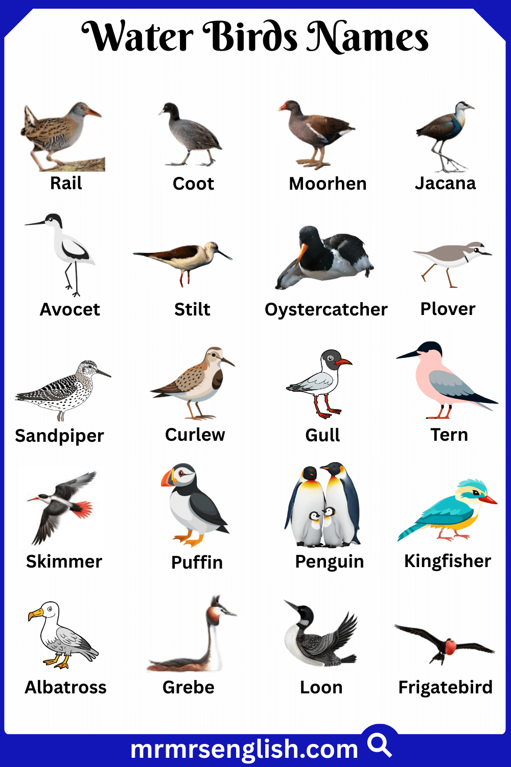 Types of Water Birds in English with Pictures