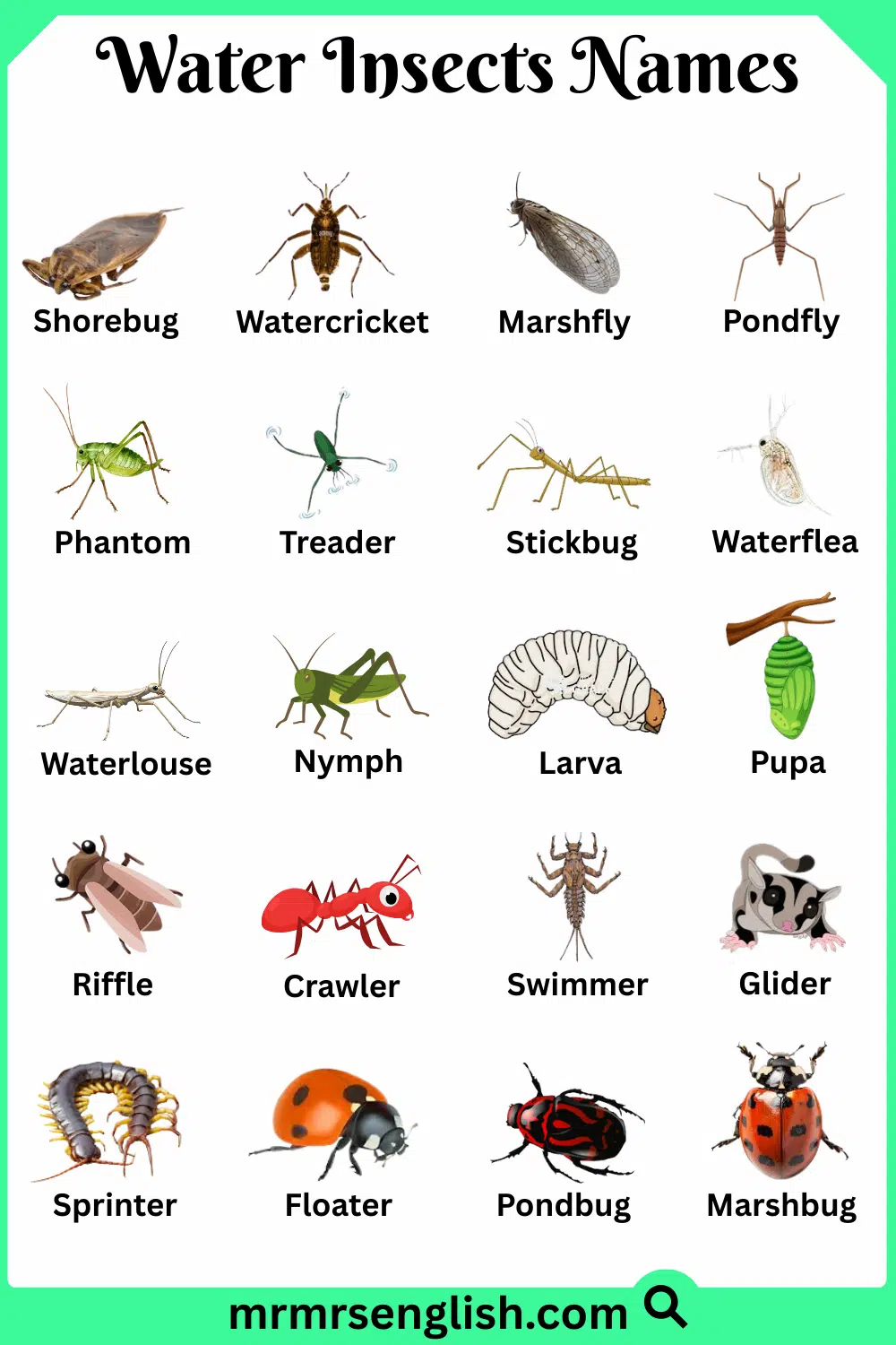 Types of Water Insects in English with Their Pictures